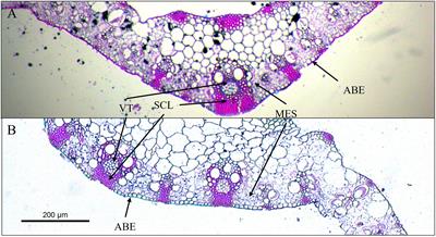 Effect of nitrogen fertilization and shading on morphogenesis, structure and leaf anatomy of Megathyrsus maximus genotypes